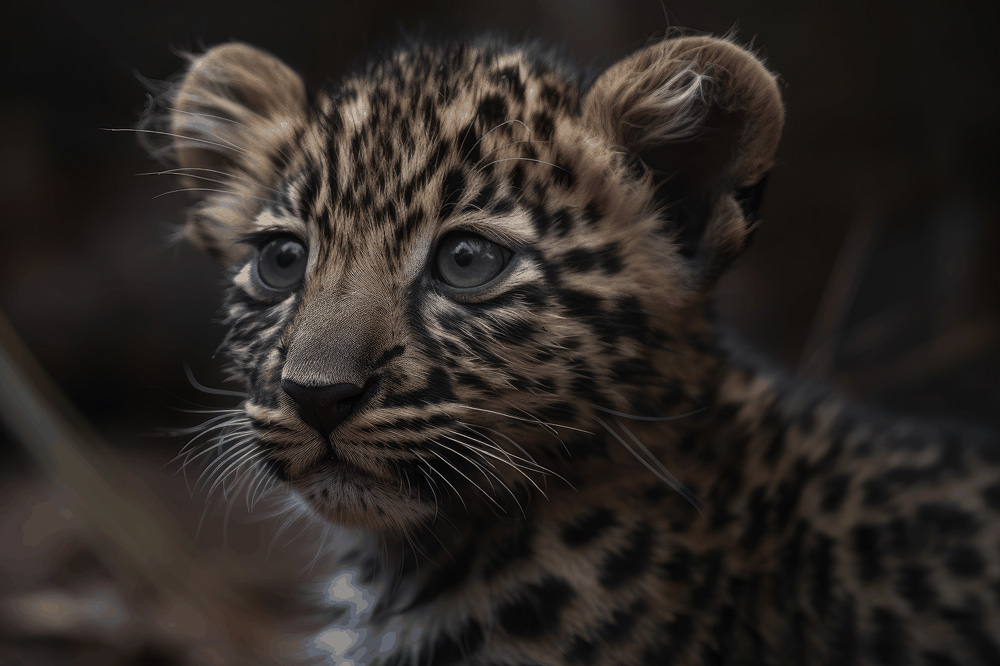 Arabian-leopard-cub-Namour-idea.jpg