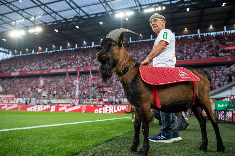 sport mascots